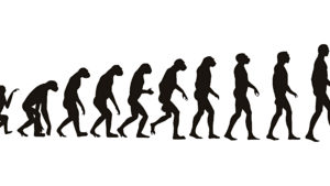 Human evolution