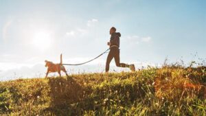 Canicross exercises. Man runs with his beagle dog at sunny morning
